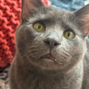 definitelynotdannydevito avatar