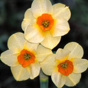 deliciousdeweddandelions avatar