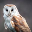 delightfulyautumndespair avatar