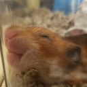 dellinspiron620 avatar