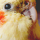 dem-birds avatar