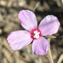 dementedsurfdyke avatar