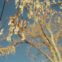 denisecarabez avatar