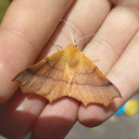 dense-inthedome avatar