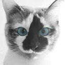 deplorablekitten avatar