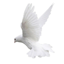 deprivedbride avatar