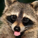 derpaholicraccoon avatar