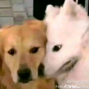 designatedbreadbox avatar