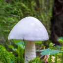 destroyingangelneveragod avatar