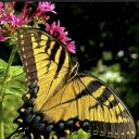 detached-th0ughts avatar