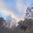 detectiveguapo3 avatar