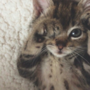 determined-humiliation avatar