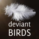 deviantbirds avatar