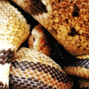 devorakeyepatch avatar