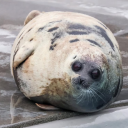 devouredflesh avatar