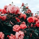 diamonddaydreamer avatar