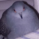 diamonddoves-art avatar