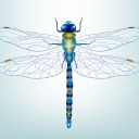 dianadragonfly avatar