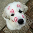 diaperboy1976 avatar