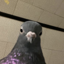 diary-of-a-homicidal-pigeon avatar