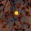 dieschlaufuchs avatar