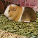 digital-guinea-pig avatar