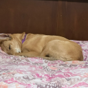 dignityofarose avatar