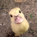 dimitritheduck avatar