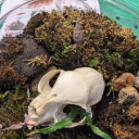 dinosaur-ears avatar