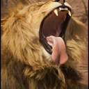 dinosaurhats-blog-blog avatar