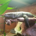 dinosaurstartrek avatar