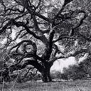 directionlessfamiliar avatar