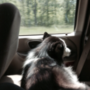 discoveringdemons avatar