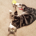 discoveryofawitch avatar