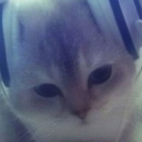 disguisedweasels avatar