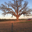 disorientedthoughtsinblue avatar