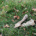 distanteventhorizon avatar