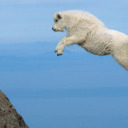 distantmountaingoat avatar