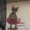 distinguishedenthusiastcatt avatar