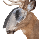 distorteddeer avatar
