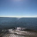 distracted-rose avatar