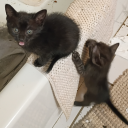 divineinterventionistoomuchwork avatar