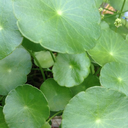 diwangpalaboy avatar