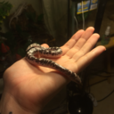 dobbysnake avatar