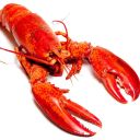 doctor--lobster avatar