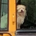 dog-in-bus avatar