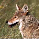 dogbite-dogboy avatar