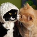 dogboyextreme avatar