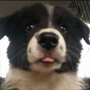 dogboysideblog avatar