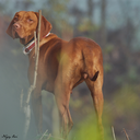 dogphotos24-blog avatar